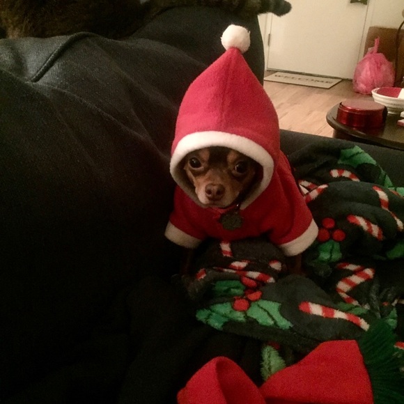 Santa Paws Outfit - Picture 4 of 5